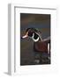 Wood Duck on Water-DLILLC-Framed Photographic Print