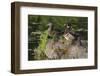 Wood Duck Pair-Ken Archer-Framed Photographic Print