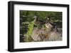 Wood Duck Pair-Ken Archer-Framed Photographic Print