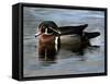 Wood Duck, Santee Lakes, California-Peter Hawkins-Framed Stretched Canvas