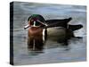 Wood Duck, Santee Lakes, California-Peter Hawkins-Stretched Canvas