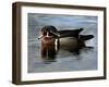 Wood Duck, Santee Lakes, California-Peter Hawkins-Framed Photographic Print