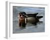 Wood Duck, Santee Lakes, California-Peter Hawkins-Framed Photographic Print