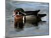 Wood Duck, Santee Lakes, California-Peter Hawkins-Mounted Photographic Print