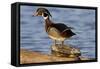 Wood Duck Standing on Red-Eared Slide on Log in Wetland, Marion Co. IL-Richard and Susan Day-Framed Stretched Canvas