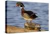 Wood Duck Standing on Red-Eared Slide on Log in Wetland, Marion Co. IL-Richard and Susan Day-Stretched Canvas