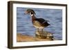 Wood Duck Standing on Red-Eared Slide on Log in Wetland, Marion Co. IL-Richard and Susan Day-Framed Photographic Print