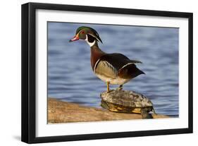 Wood Duck Standing on Red-Eared Slide on Log in Wetland, Marion Co. IL-Richard and Susan Day-Framed Photographic Print