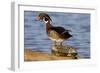 Wood Duck Standing on Red-Eared Slide on Log in Wetland, Marion Co. IL-Richard and Susan Day-Framed Photographic Print