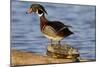 Wood Duck Standing on Red-Eared Slide on Log in Wetland, Marion Co. IL-Richard and Susan Day-Mounted Photographic Print