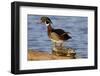 Wood Duck Standing on Red-Eared Slide on Log in Wetland, Marion Co. IL-Richard and Susan Day-Framed Photographic Print