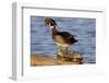 Wood Duck Standing on Red-Eared Slide on Log in Wetland, Marion Co. IL-Richard and Susan Day-Framed Photographic Print