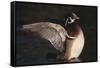 Wood Duck Stretching Wings on Water-DLILLC-Framed Stretched Canvas