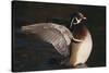 Wood Duck Stretching Wings on Water-DLILLC-Stretched Canvas