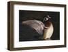 Wood Duck Stretching Wings on Water-DLILLC-Framed Photographic Print