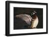 Wood Duck Stretching Wings on Water-DLILLC-Framed Photographic Print