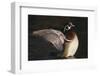 Wood Duck Stretching Wings on Water-DLILLC-Framed Photographic Print