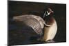 Wood Duck Stretching Wings on Water-DLILLC-Mounted Photographic Print