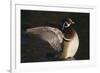 Wood Duck Stretching Wings on Water-DLILLC-Framed Photographic Print