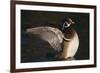 Wood Duck Stretching Wings on Water-DLILLC-Framed Photographic Print