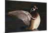 Wood Duck Stretching Wings on Water-DLILLC-Mounted Photographic Print