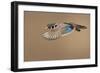 Wood Duck-Mircea Costina-Framed Giclee Print