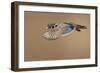 Wood Duck-Mircea Costina-Framed Giclee Print