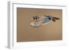 Wood Duck-Mircea Costina-Framed Giclee Print