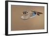 Wood Duck-Mircea Costina-Framed Giclee Print