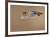 Wood Duck-Mircea Costina-Framed Giclee Print