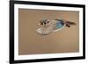 Wood Duck-Mircea Costina-Framed Giclee Print