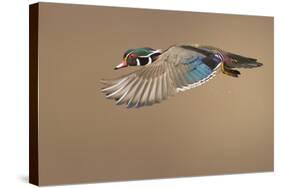 Wood Duck-Mircea Costina-Stretched Canvas