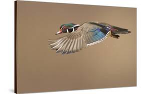 Wood Duck-Mircea Costina-Stretched Canvas