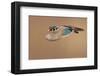 Wood Duck-null-Framed Art Print