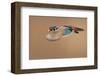 Wood Duck-null-Framed Art Print