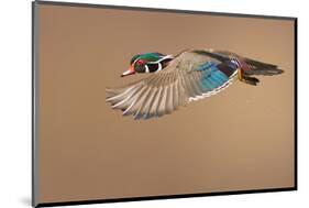 Wood Duck-null-Mounted Art Print