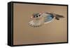 Wood Duck-Mircea Costina-Framed Stretched Canvas