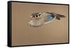 Wood Duck-Mircea Costina-Framed Stretched Canvas