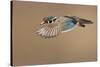 Wood Duck-Mircea Costina-Stretched Canvas