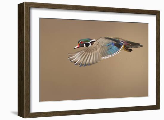 Wood Duck-Mircea Costina-Framed Photographic Print