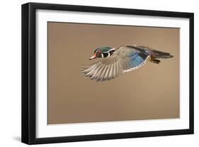 Wood Duck-Mircea Costina-Framed Photographic Print