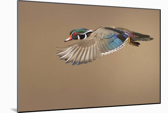 Wood Duck-Mircea Costina-Mounted Photographic Print