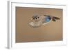 Wood Duck-Mircea Costina-Framed Photographic Print