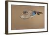 Wood Duck-Mircea Costina-Framed Photographic Print