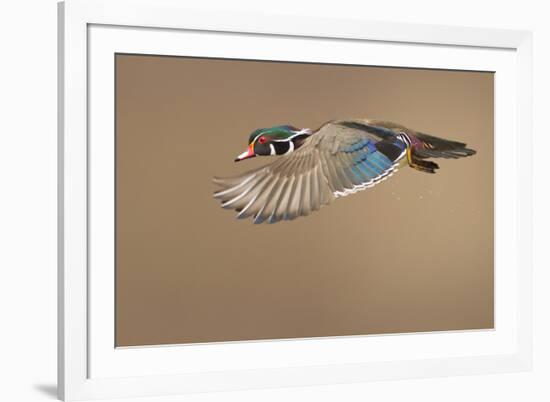 Wood Duck-Mircea Costina-Framed Photographic Print