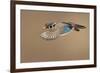 Wood Duck-Mircea Costina-Framed Photographic Print