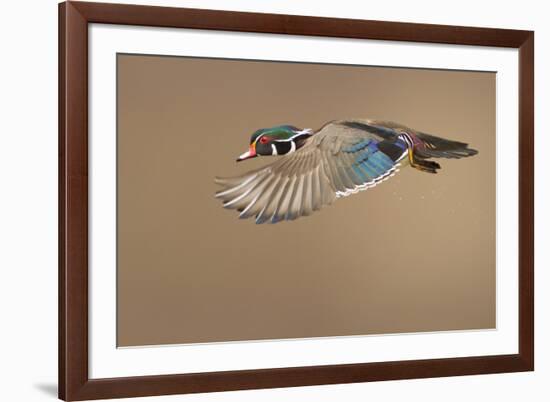 Wood Duck-Mircea Costina-Framed Photographic Print