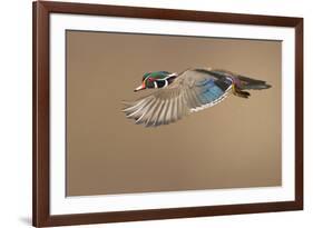 Wood Duck-Mircea Costina-Framed Photographic Print