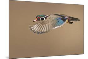 Wood Duck-Mircea Costina-Mounted Photographic Print