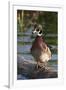 Wood Duck-Ken Archer-Framed Photographic Print